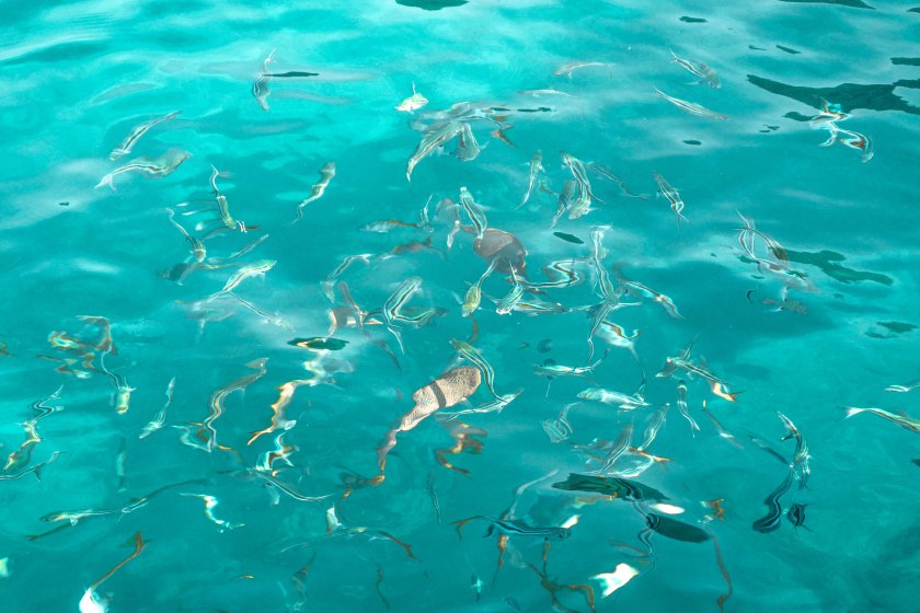 koh-tao-thailand-snorkeling-2